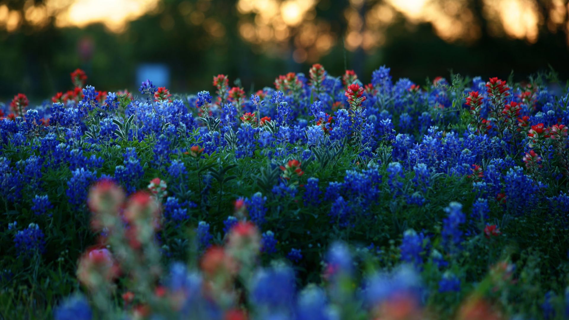 Wallpaper Meadow, plants, blue & purple flowers