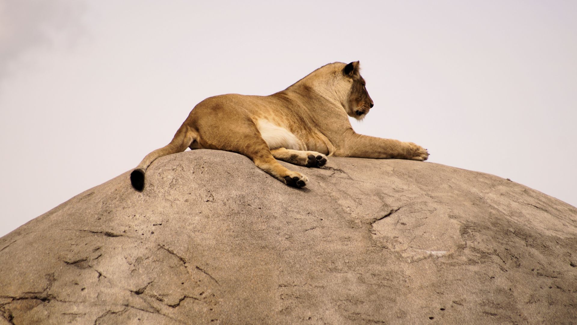 Wallpaper Lioness, predator, animal, sit, relaxed, 5k