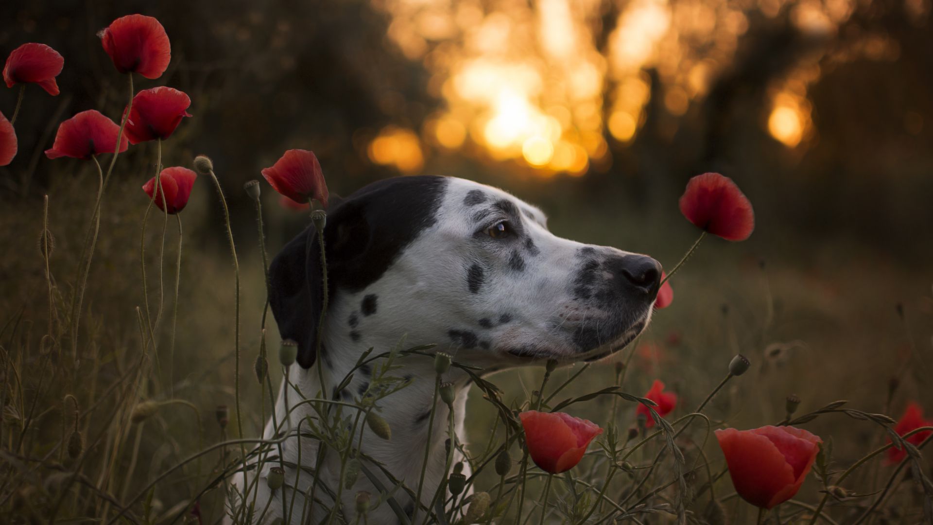 Wallpaper Dalmatian, dog, muzzle, poppies, flowers farm