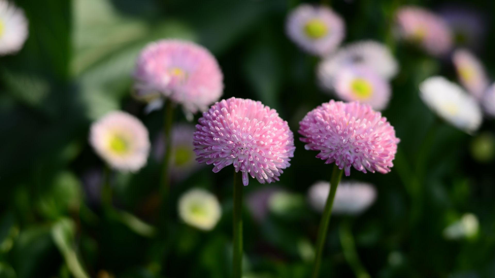 Wallpaper Pink flowers, summer, meadow, blur