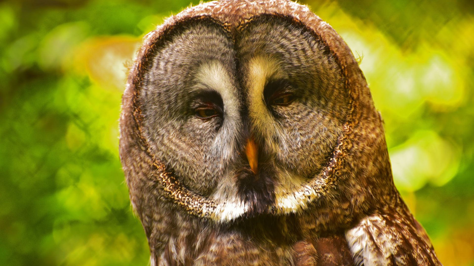 Wallpaper Owl, predator, muzzle, bird