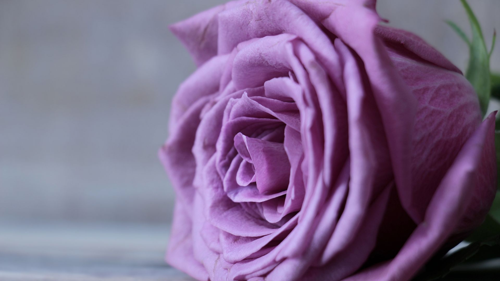 Wallpaper Purple rose, close up, flower