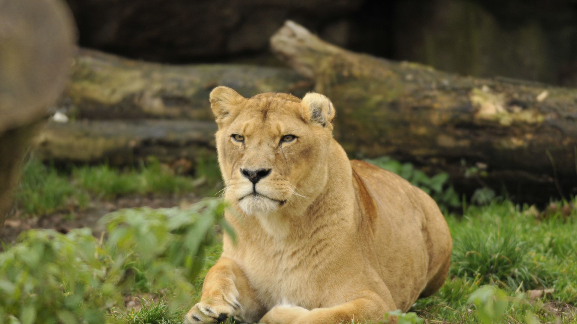 Wallpaper Zoo, predator, lioness, animal
