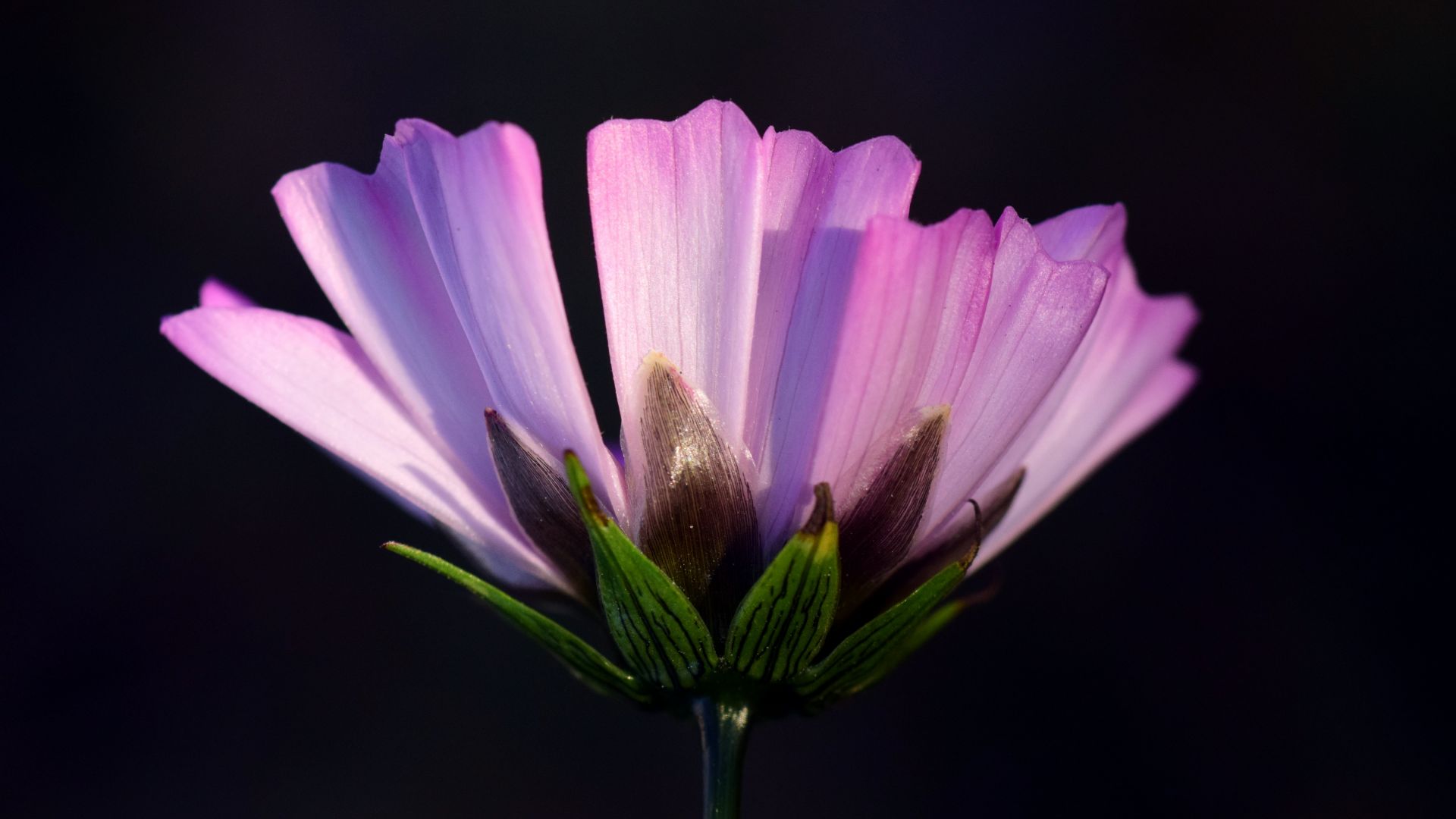 Wallpaper Pointed flower, pink cosmos, close up