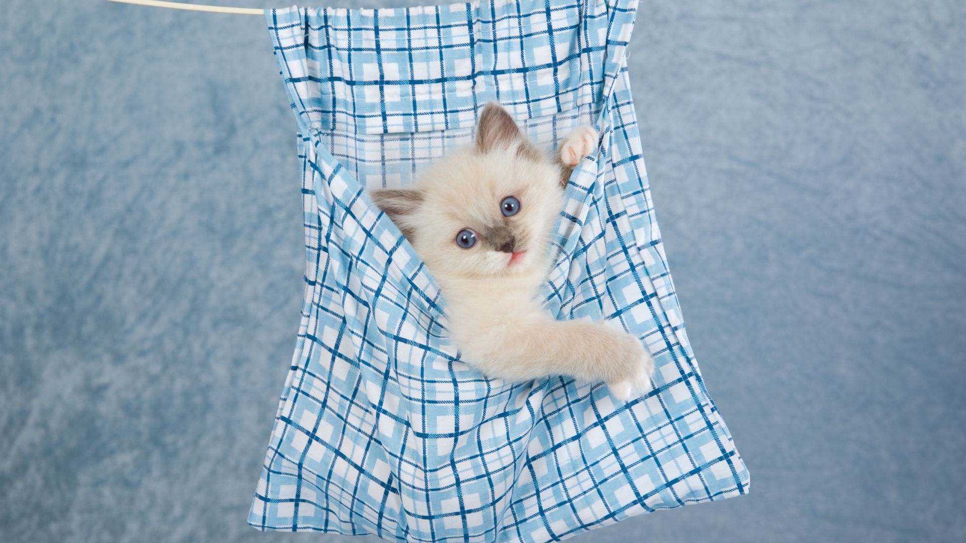 Wallpaper Hanging, kitten, cute animal