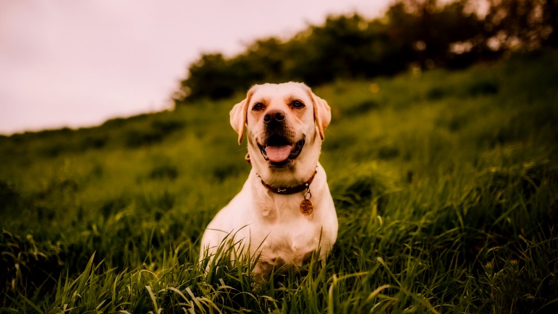Wallpaper Labrador Retriever, pet, Dog, landscape, grass