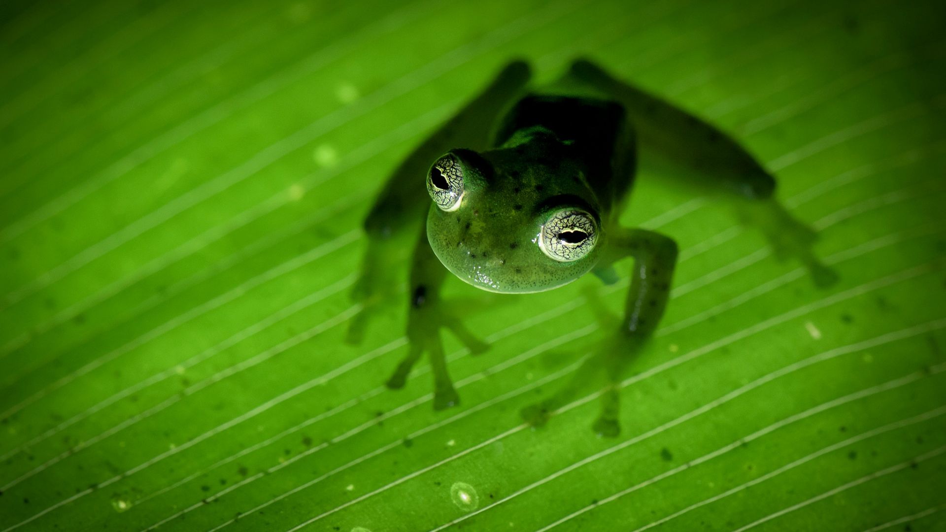 Wallpaper Green, amphibian, leaf, veins, frog