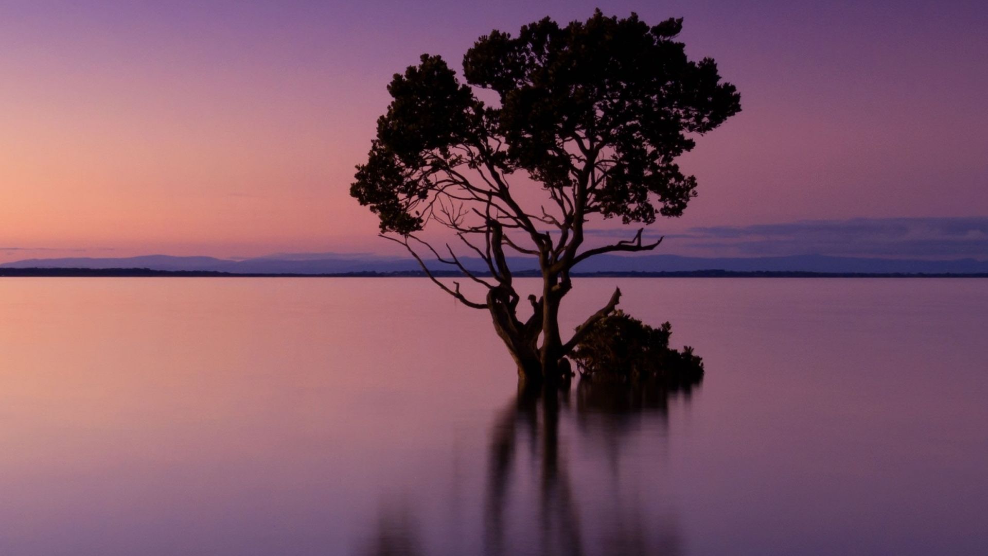 Wallpaper Violet sunset, tree, silhouette, art