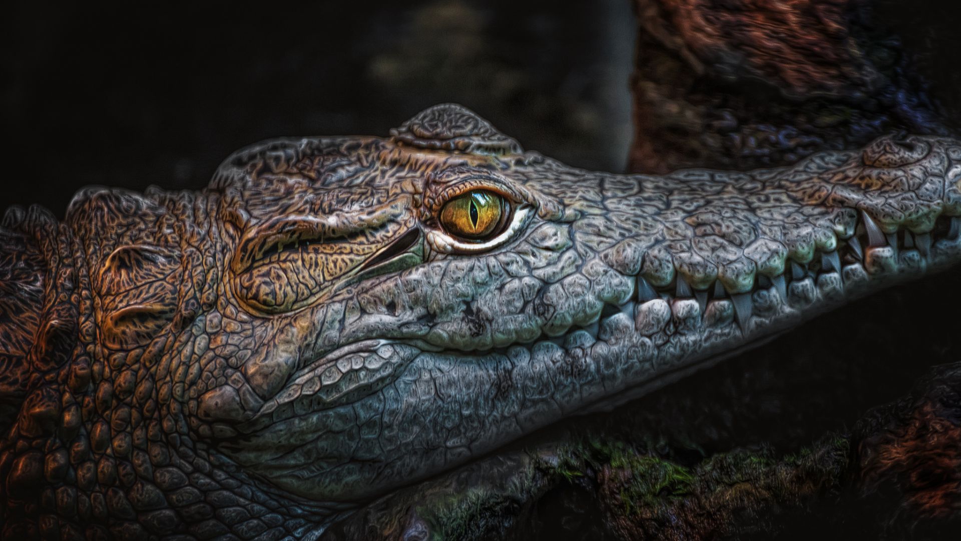 Wallpaper Crocodile, Dangerous reptile, muzzle, predator