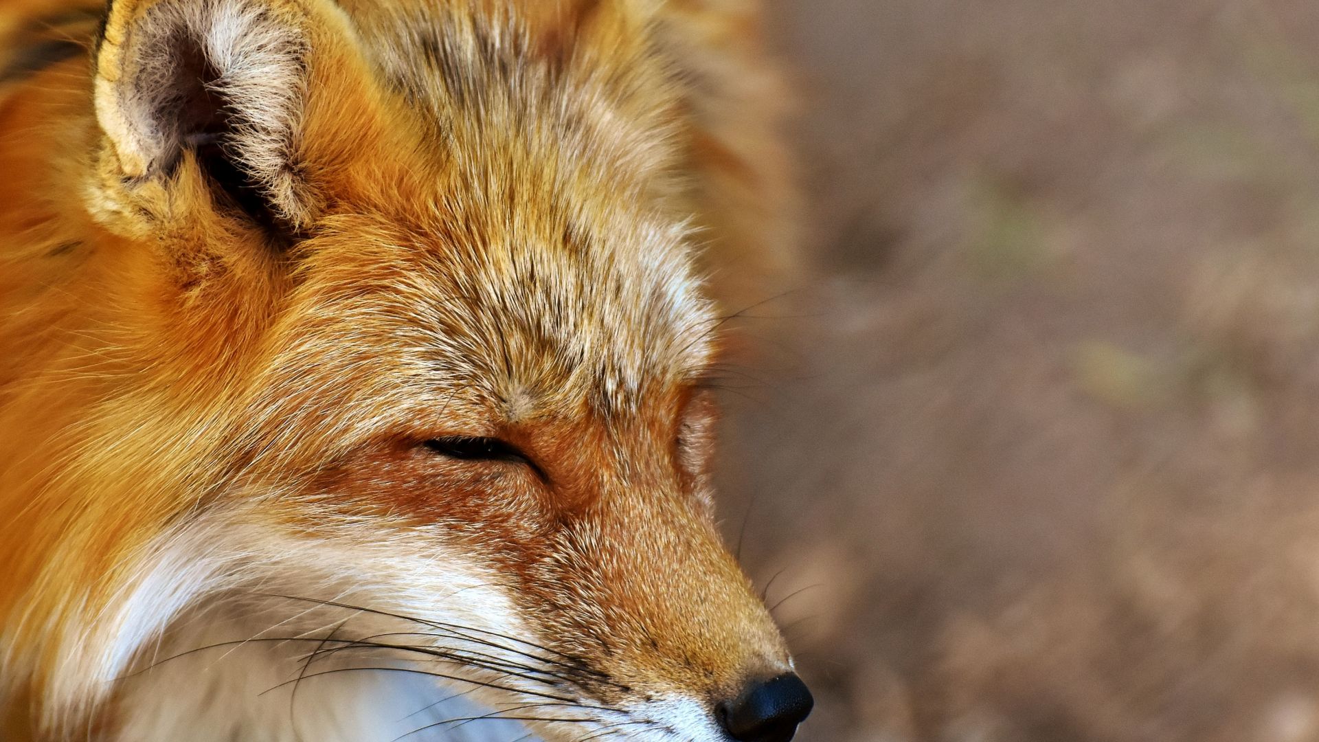 Wallpaper Red fox, muzzle, cute, predator