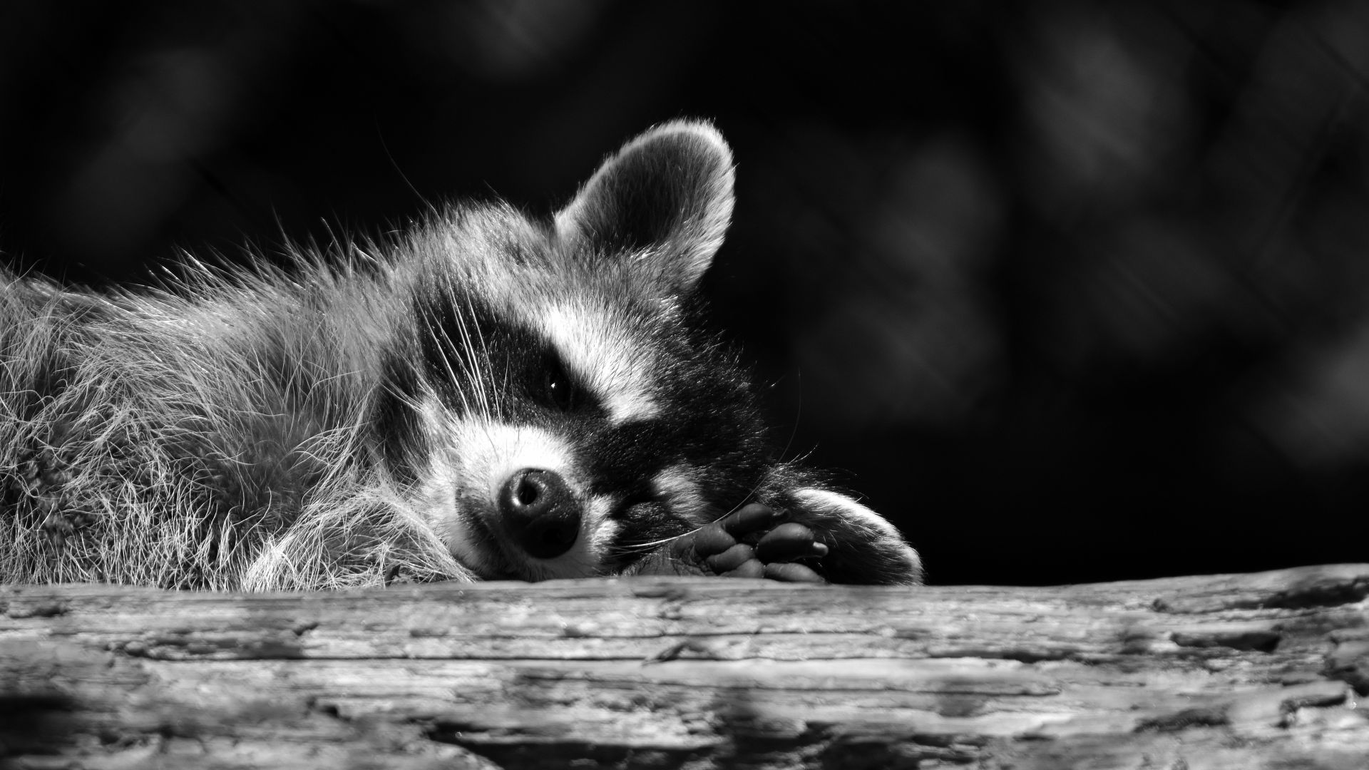 Wallpaper Raccoon, relax, rest, wild animal, monochrome