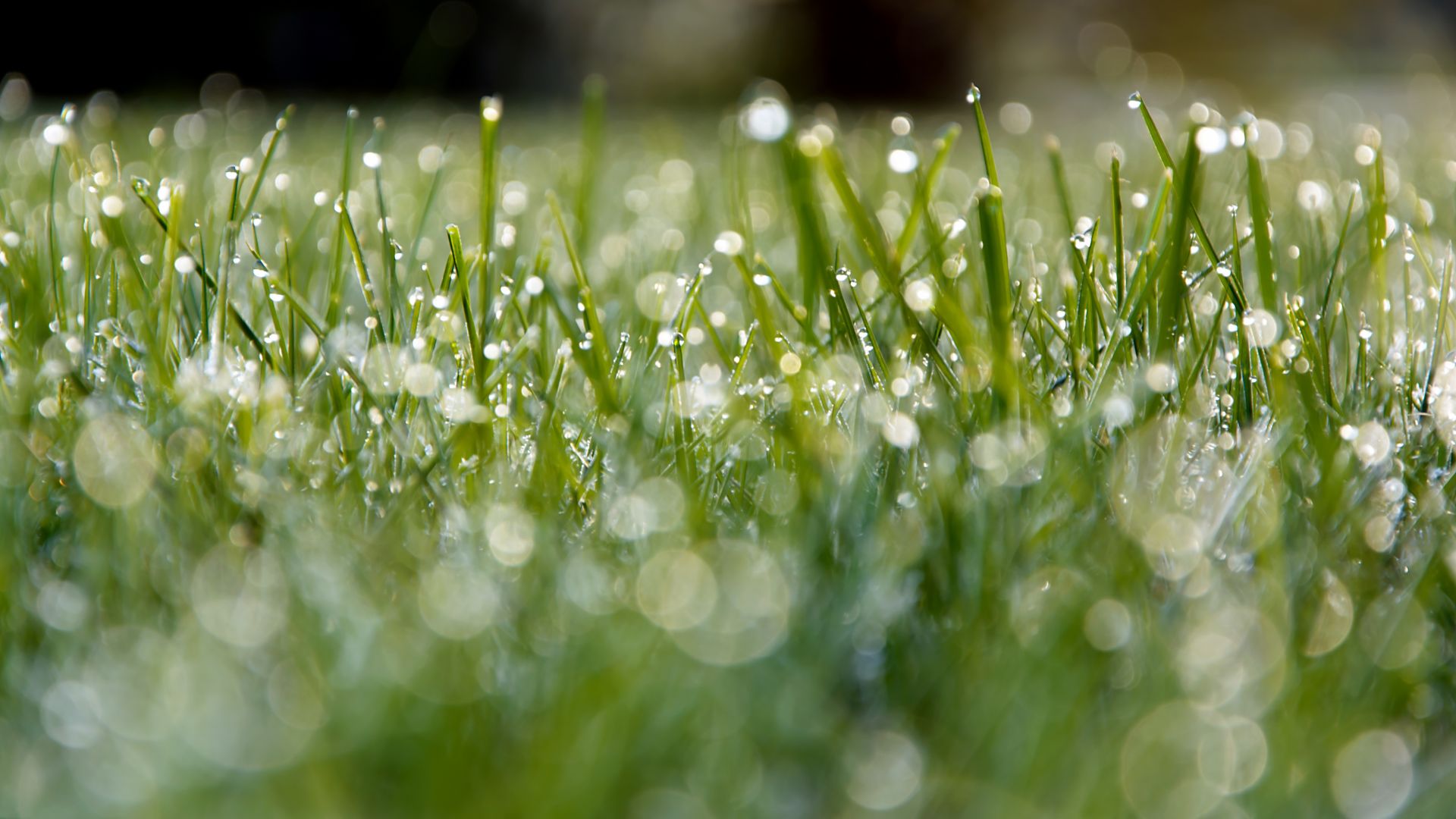 Wallpaper Meadow, dew, morning, green grass