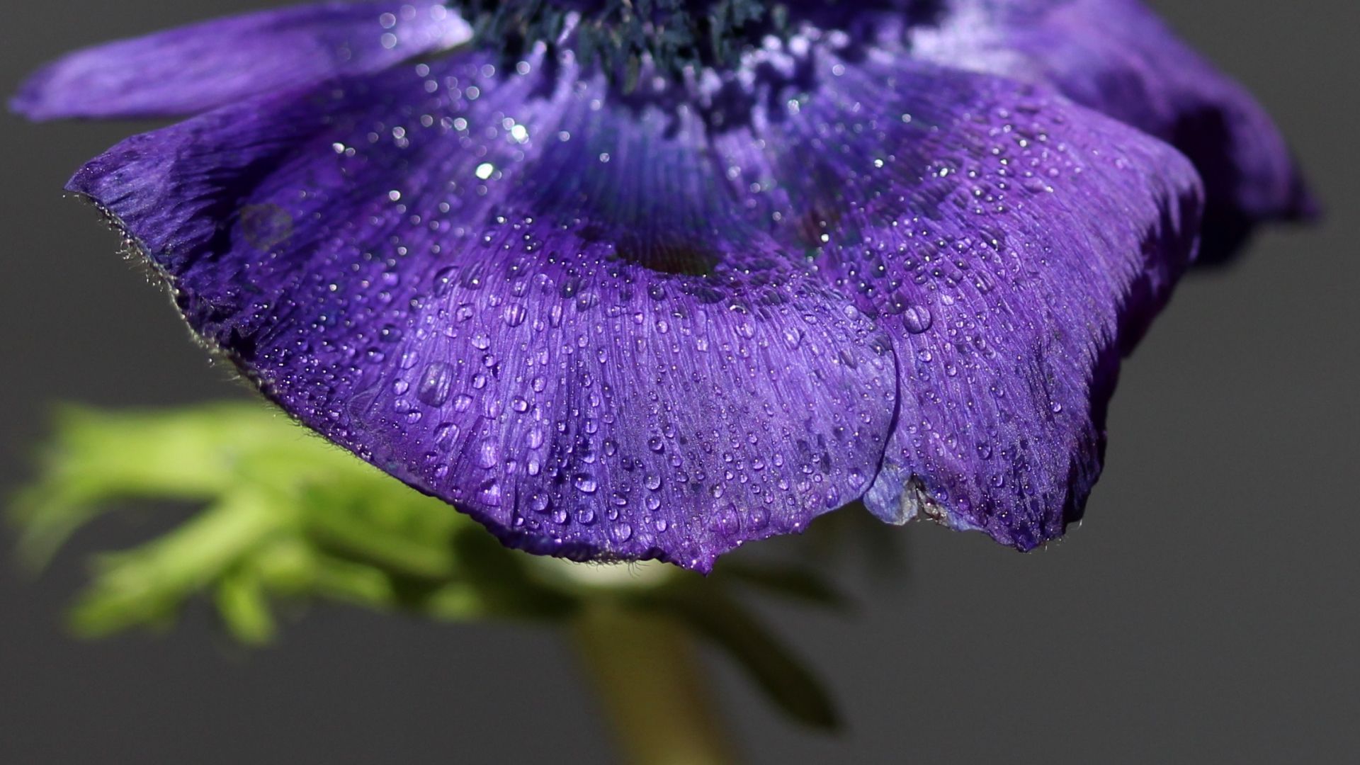 Wallpaper Purple flower, petals, rain drops