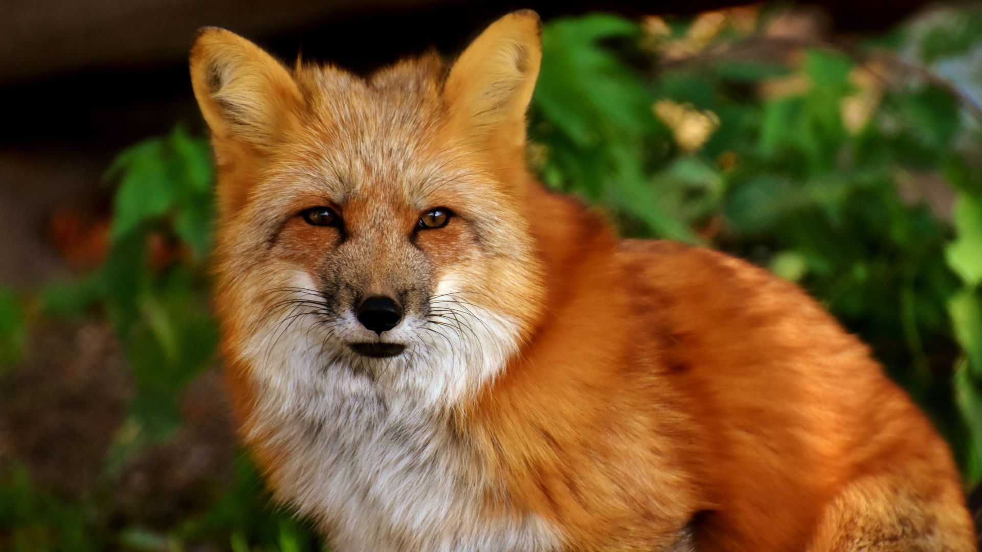Wallpaper Red fox, wildlife, predator, 5k