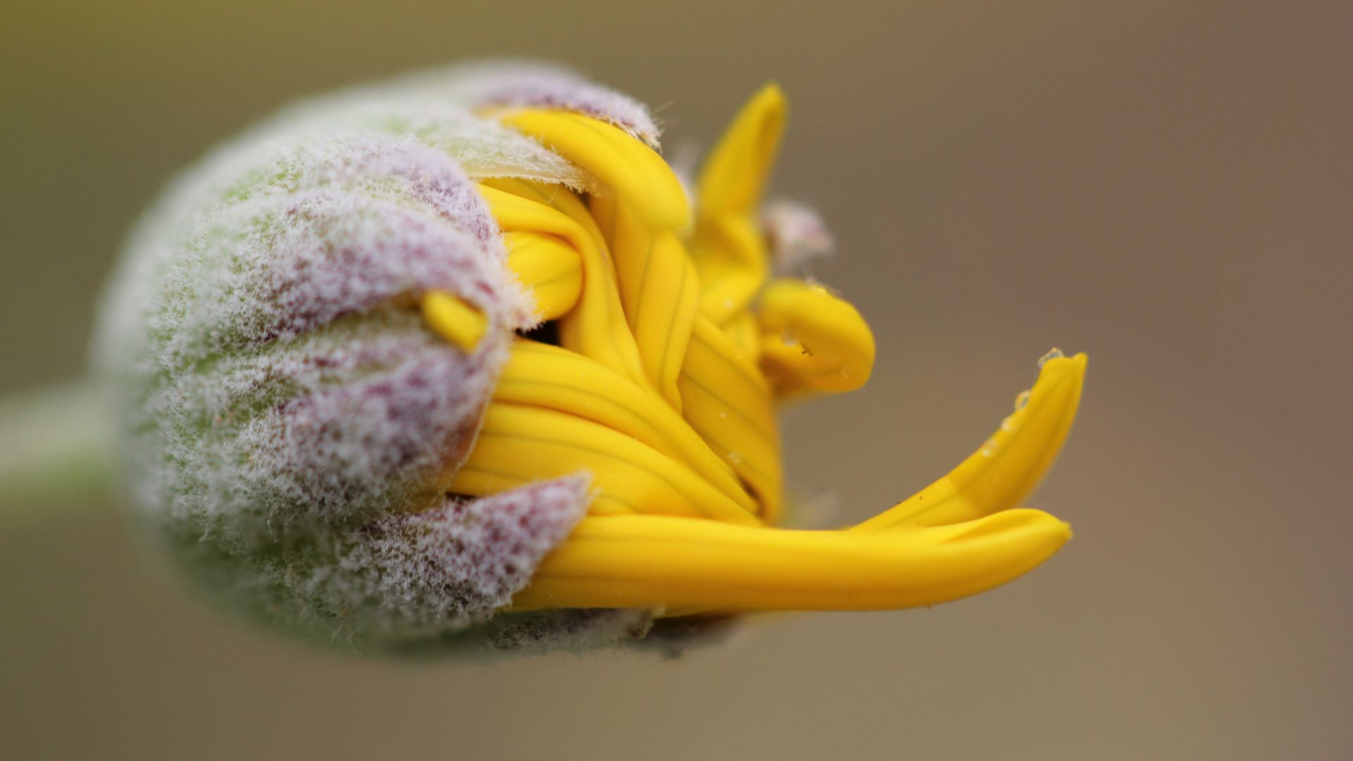 Wallpaper Yellow flower bud, close up