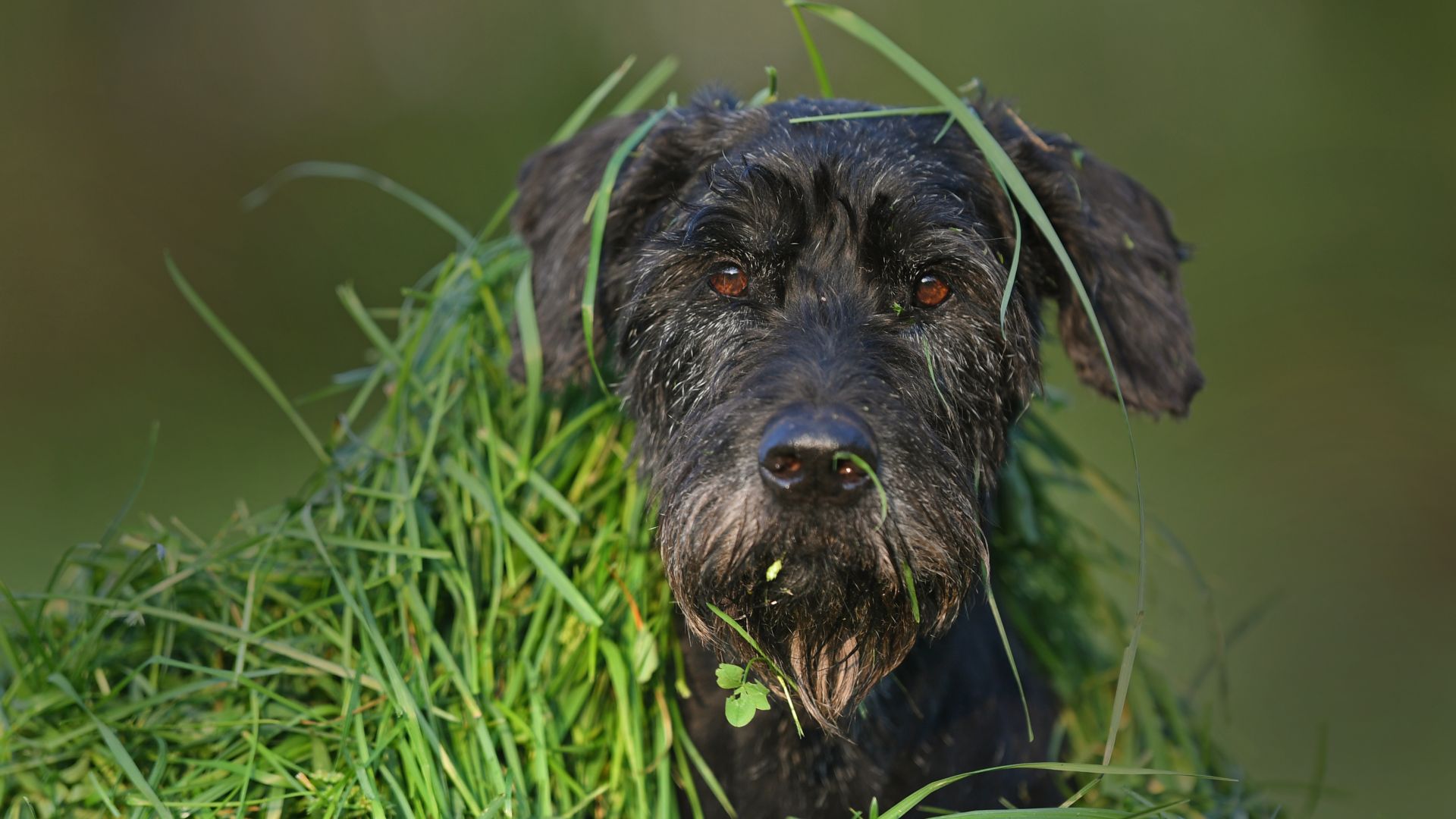 Wallpaper Schnauzer, black dog, muzzle, grass, 4k