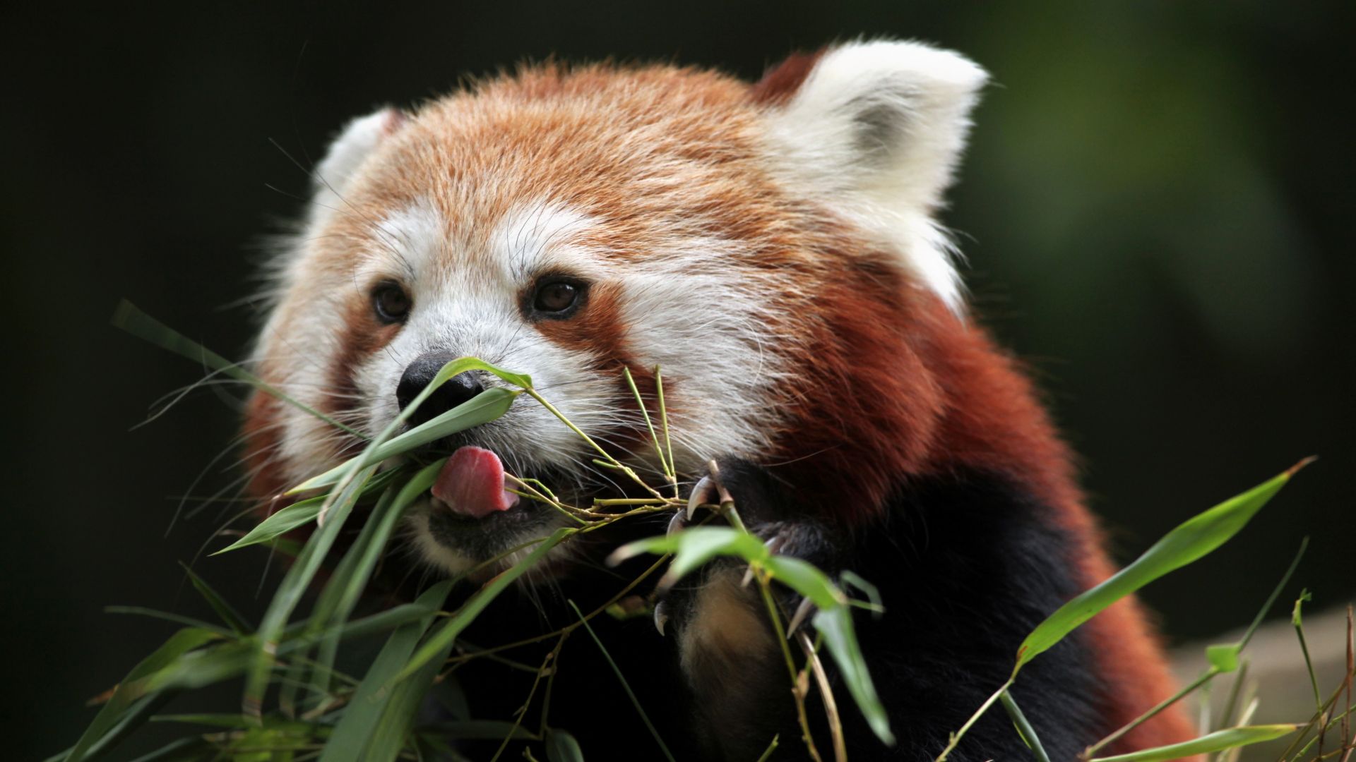 Wallpaper Red panda, animal, muzzle, eating grass