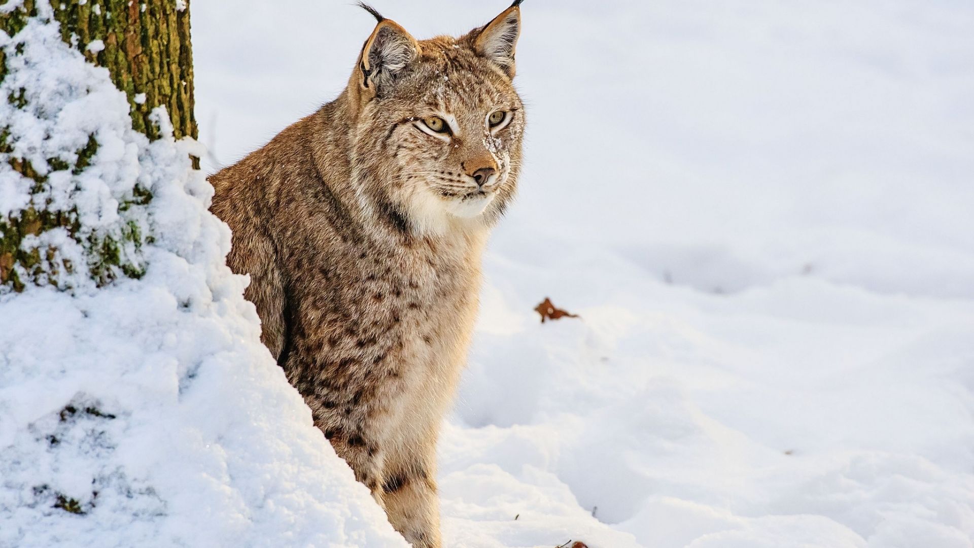 Wallpaper Wild lynx, animal, predator