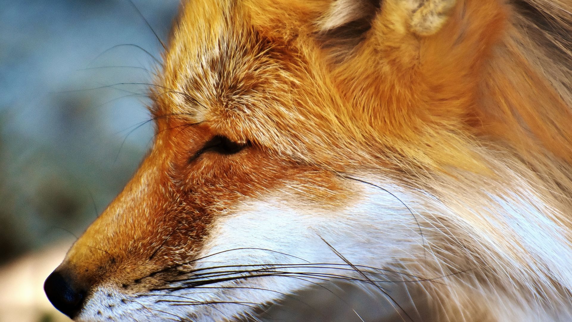 Wallpaper Fur, head, red fox, cunning animal