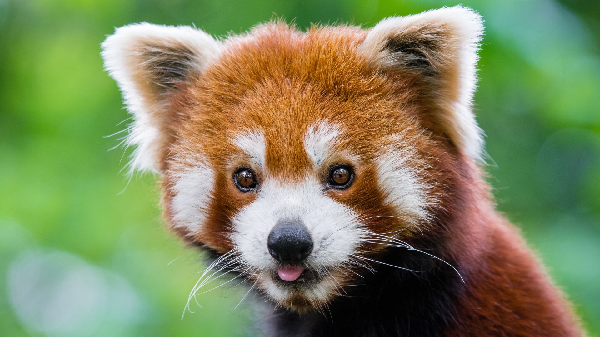 Wallpaper Cute, Red panda, muzzle, animal