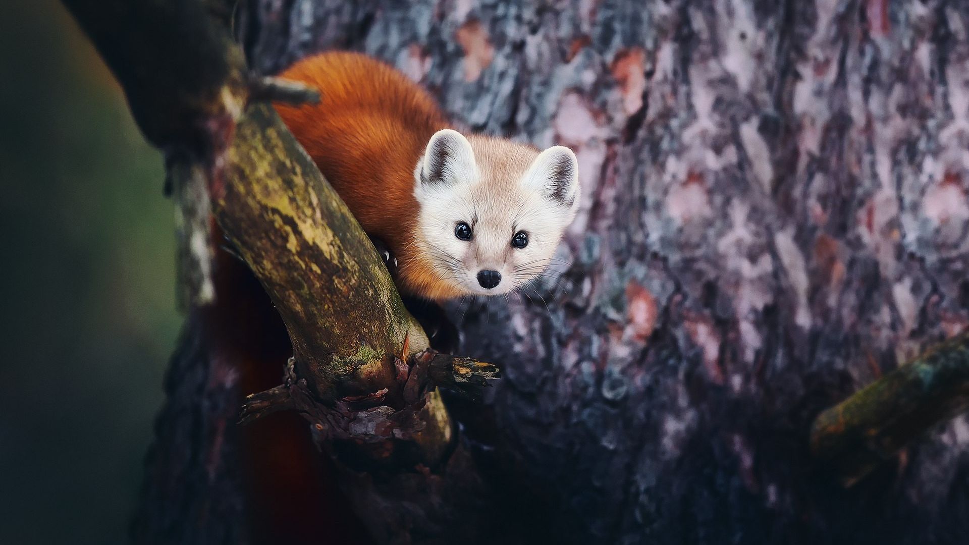 Wallpaper Cute red panda