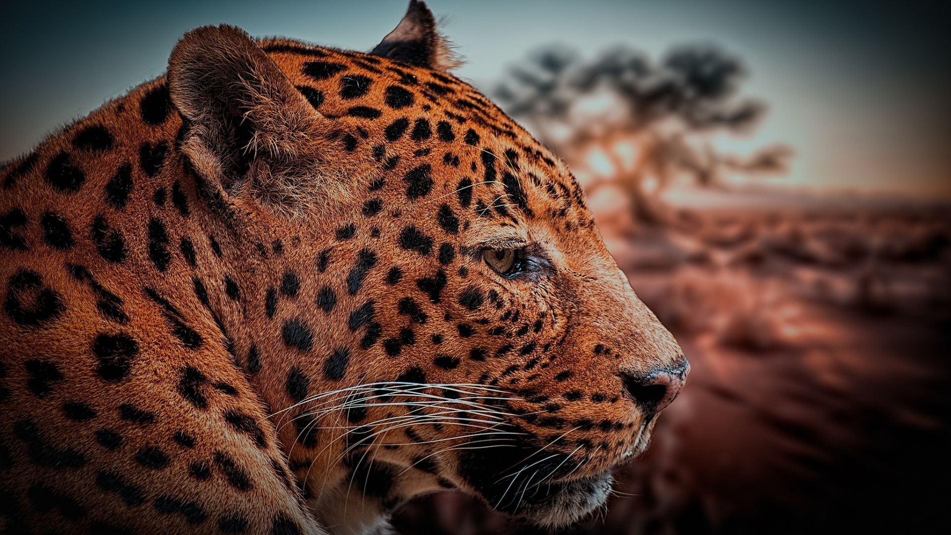Wallpaper Leopard muzzle, predator, wild cat