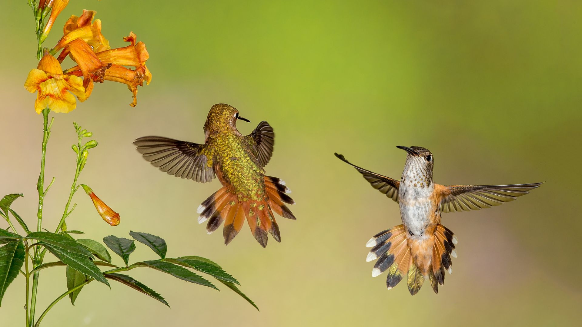 Wallpaper Cute hummingbirds, yellow flowers
