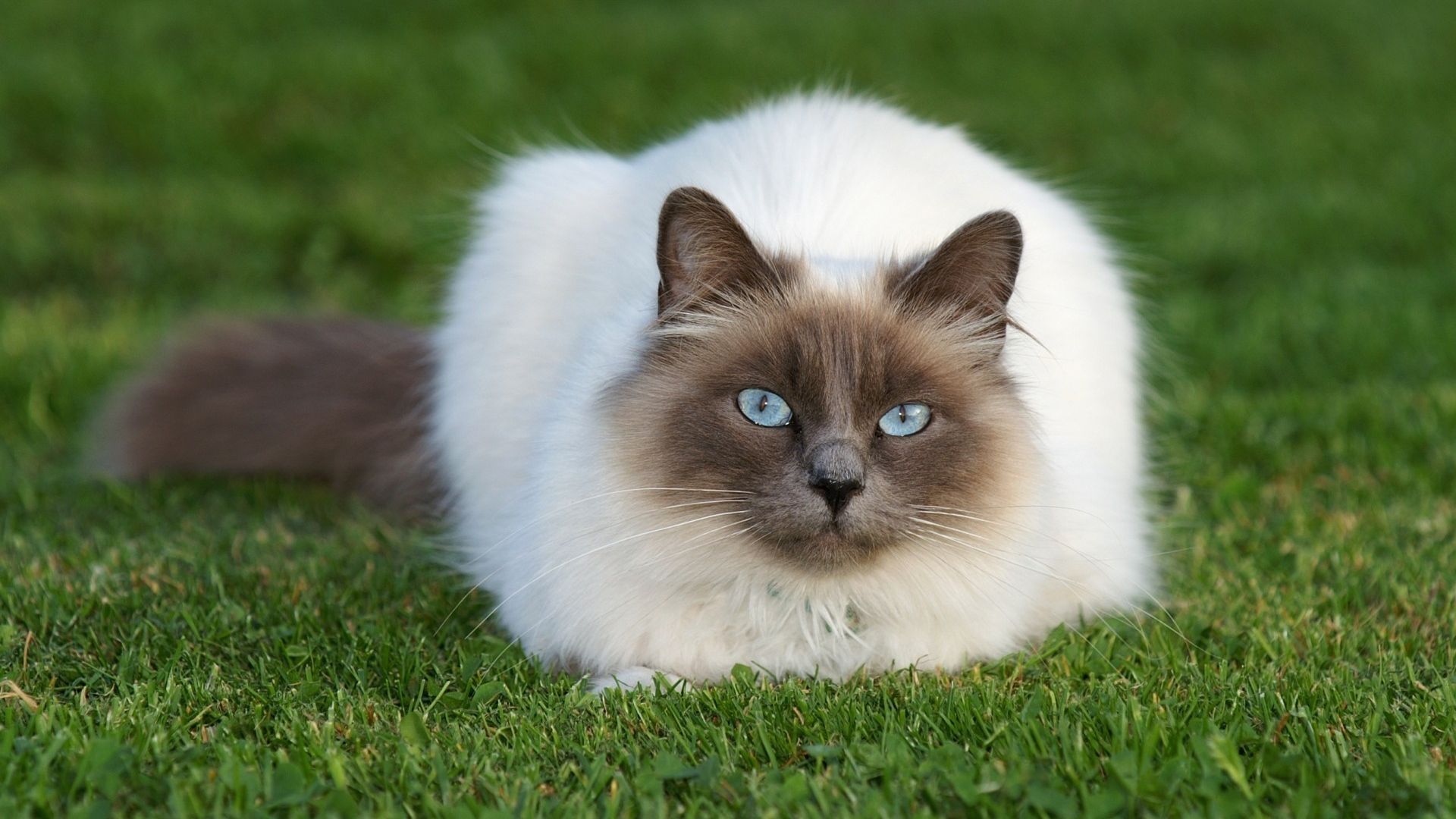 Wallpaper Blue eyes, cat, stare