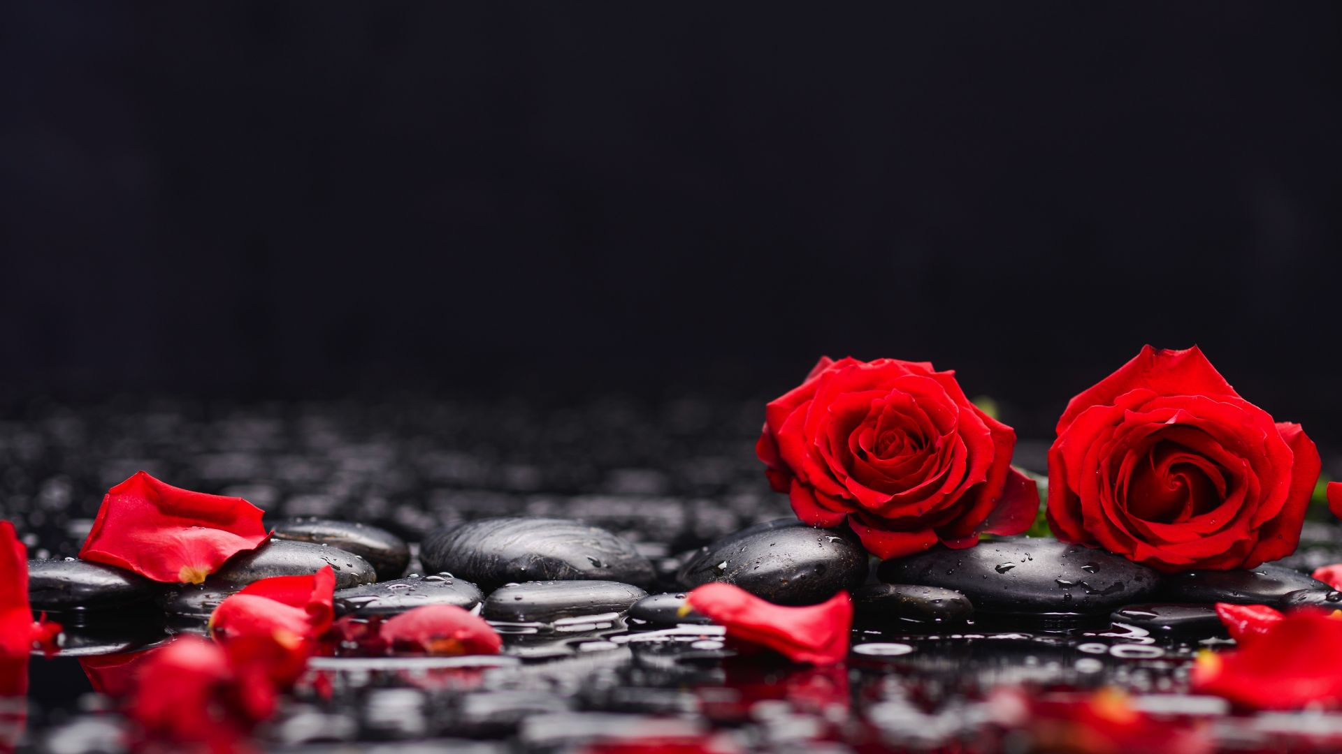 Wallpaper Red roses, petals, rocks, surface, 5k