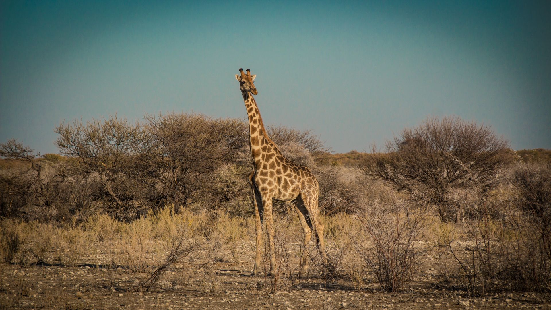 Wallpaper Namibia, giraffe, wild animal, landscape, 5k