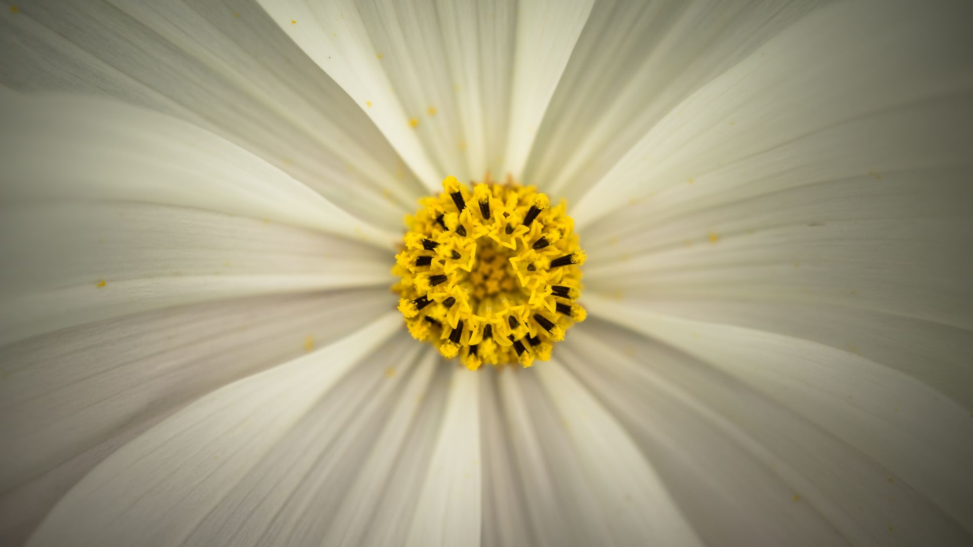 Wallpaper Cosmos, pollen, closeup, flower, 4k