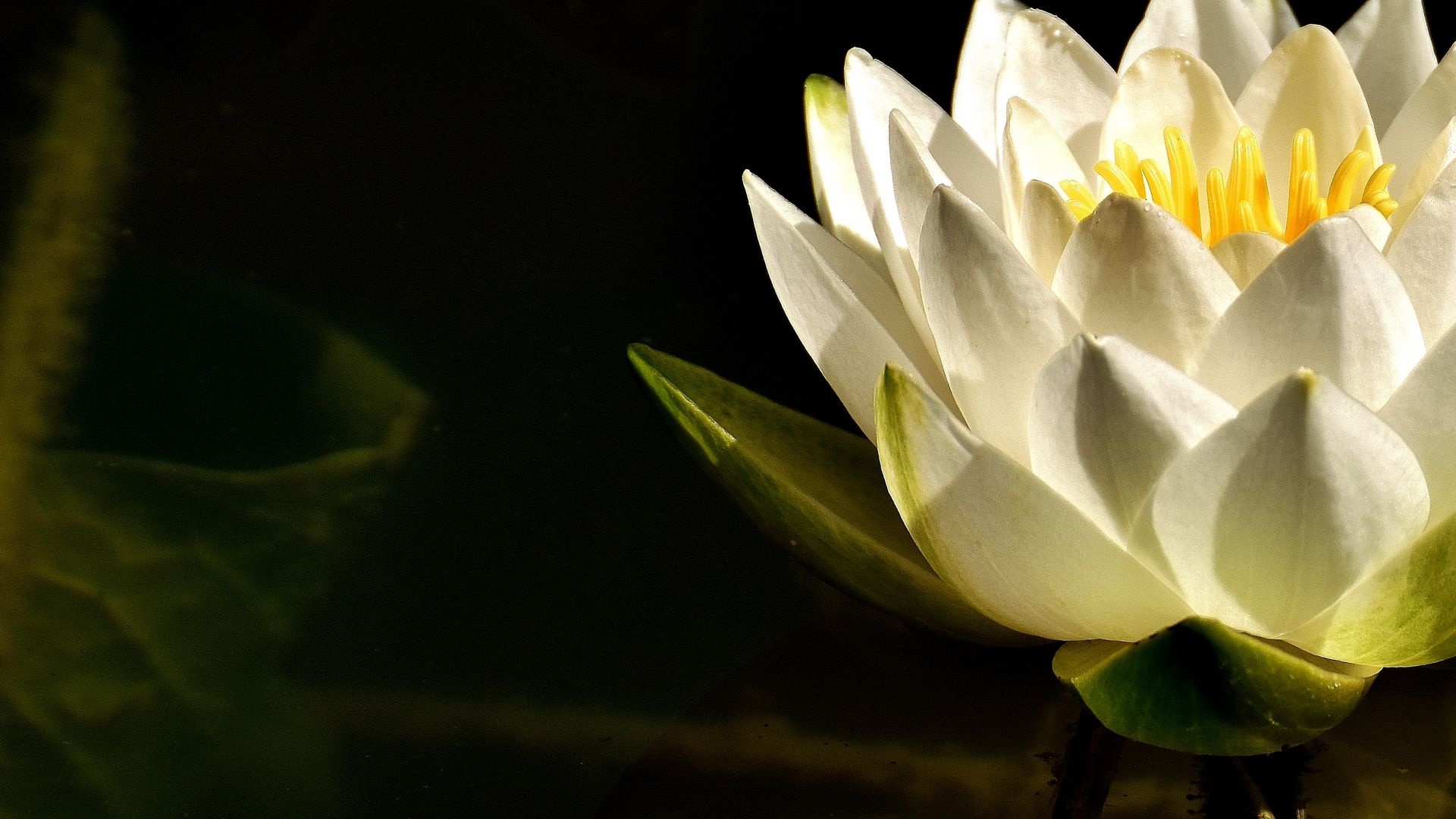 Desktop Wallpaper White Flower, Water Lily, Flowers, Petals, Hd Image,  Picture, Background, 4e67c5