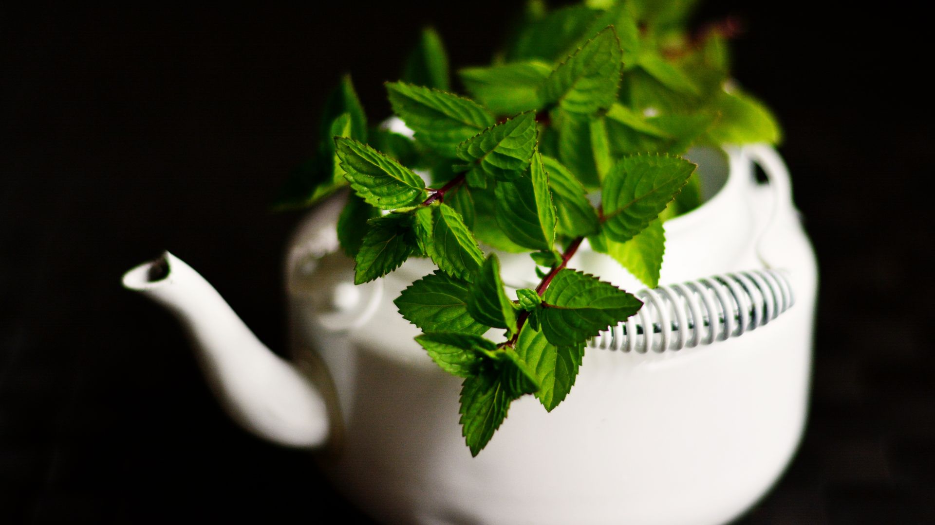Wallpaper Green, mint, plants, leaves, tea pot