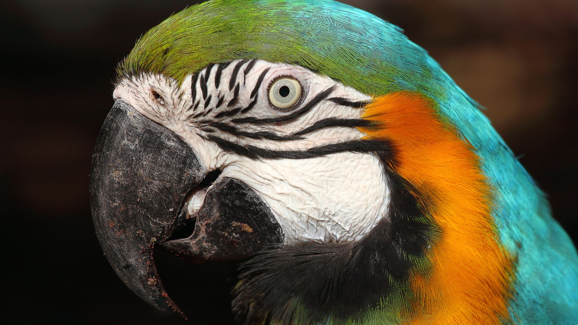 Wallpaper Green yellow macaw, bird, muzzle, beak