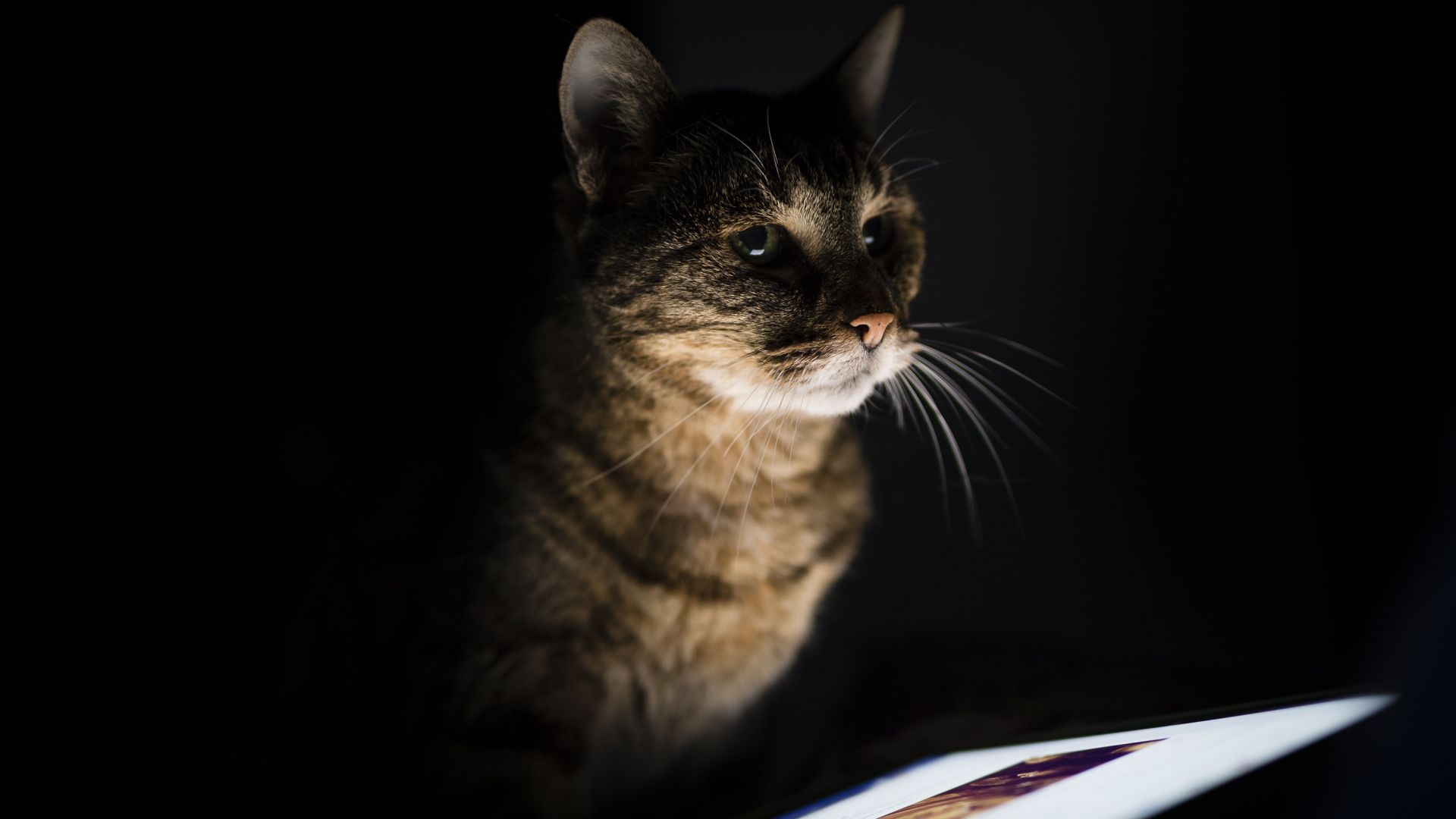 Wallpaper Curious, pet cat, feline, portrait