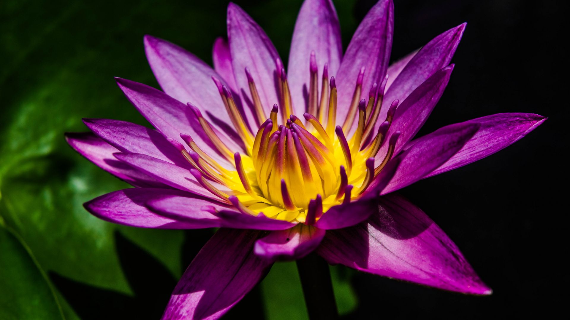 Wallpaper Water lily, bloom, purple flower, close up