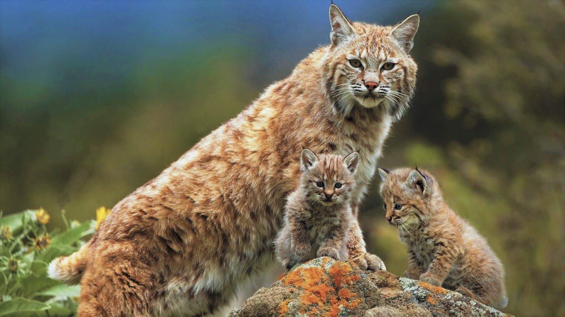 Wallpaper Lynx, family, wild animals