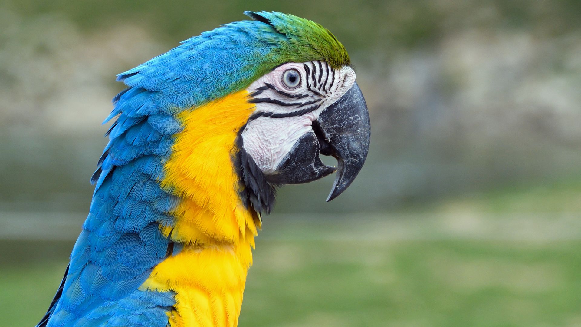 Wallpaper Macaw, blue yellow bird, colorful parrot, black beak