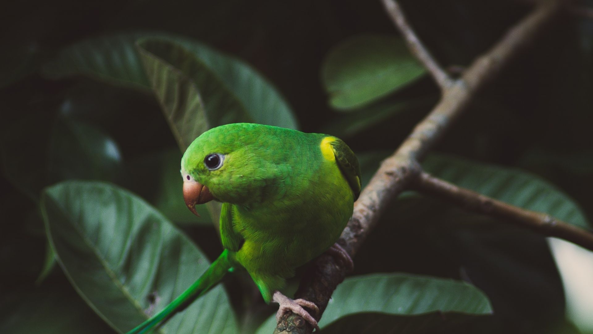 Wallpaper Cute parrot, bird