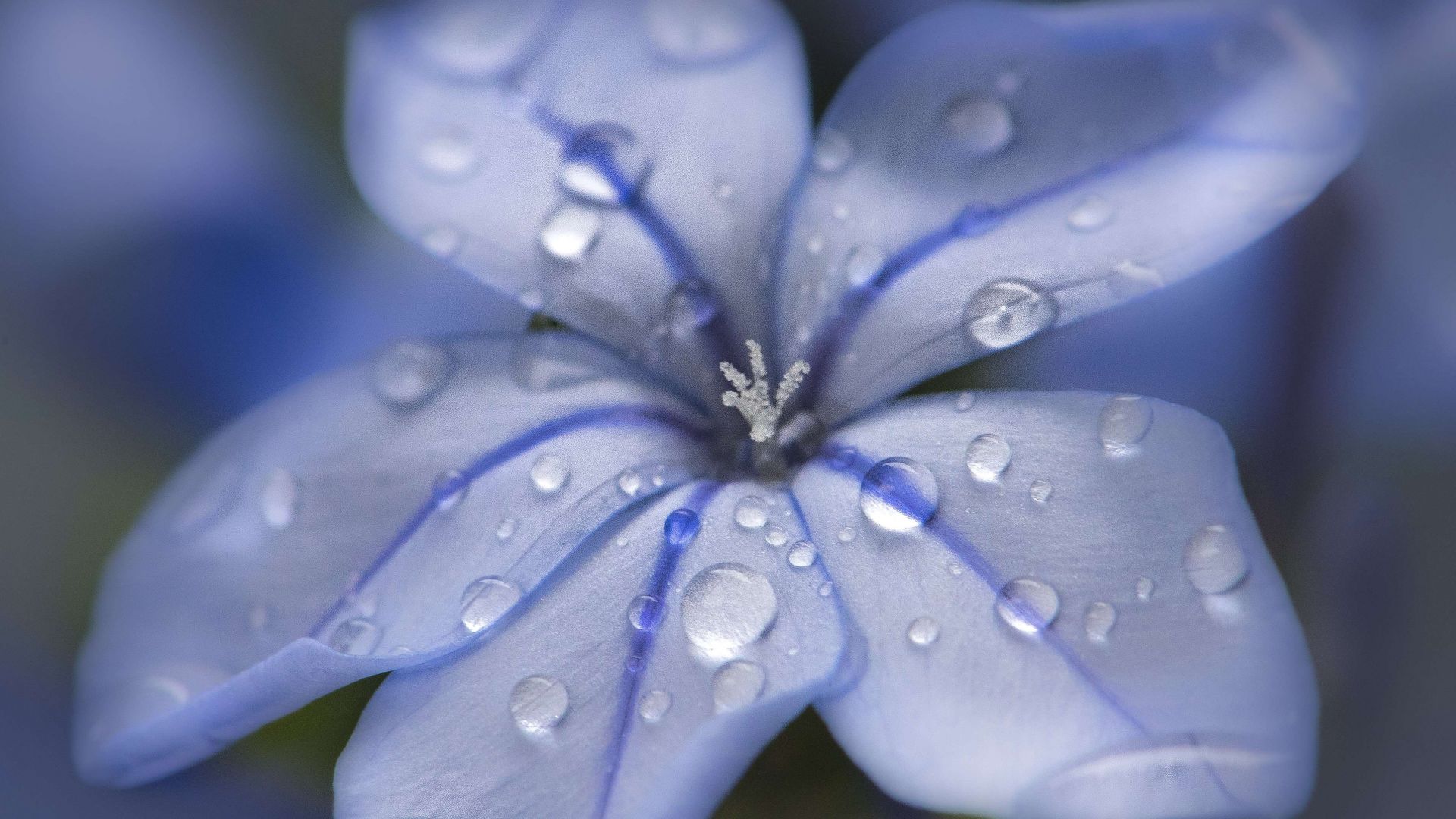 Wallpaper Blue flower, water drops, close up, 4k