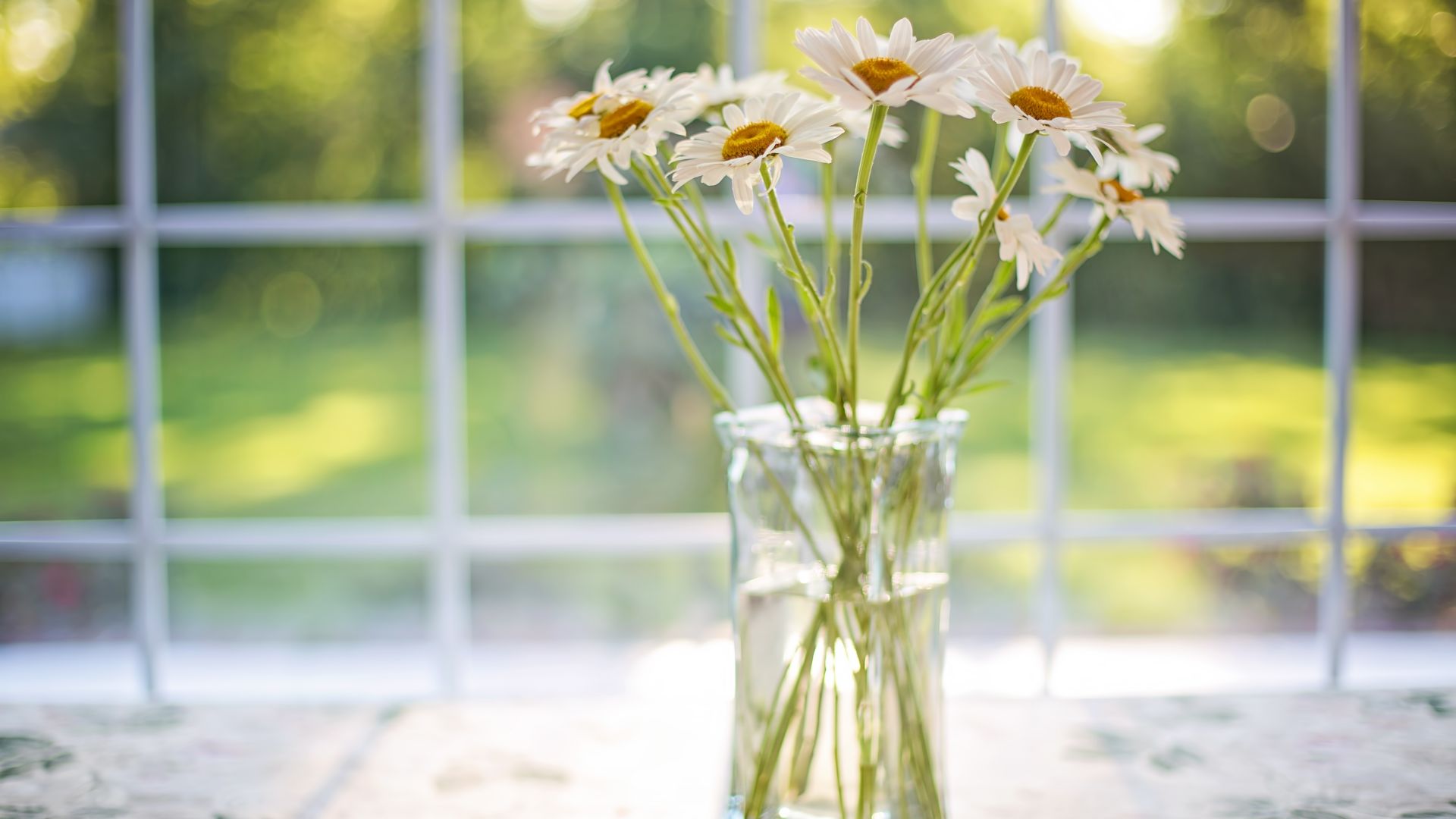 Wallpaper Daisy flowers, vase, window, bokeh