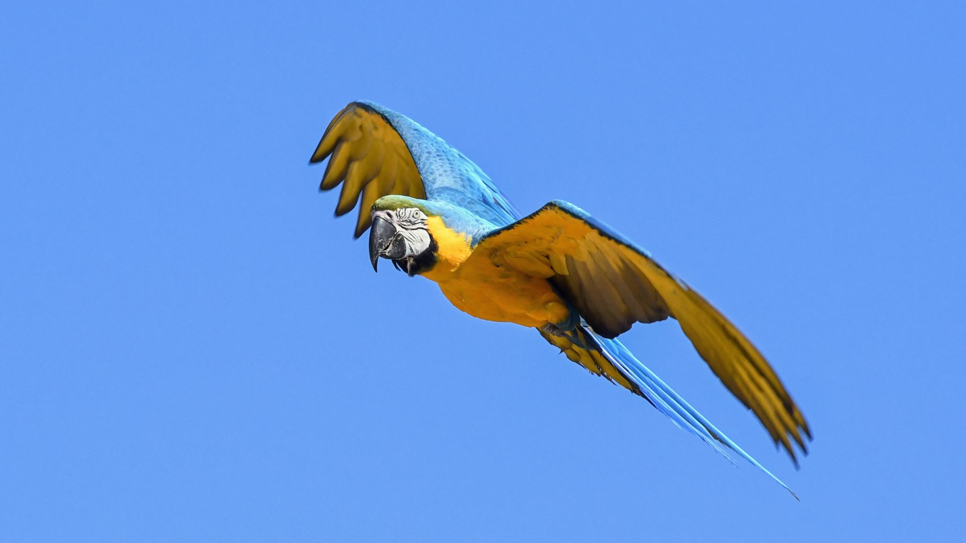 Wallpaper Flight, parrot, green yellow, wings, bird