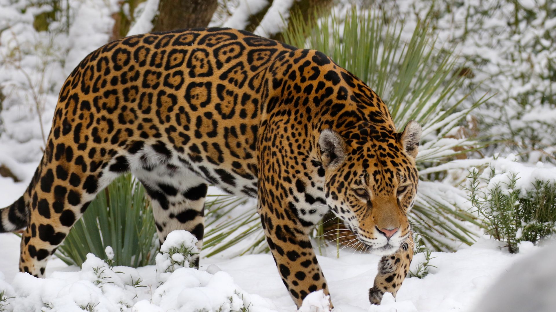 Wallpaper Winter, wild cat, jaguar, predator