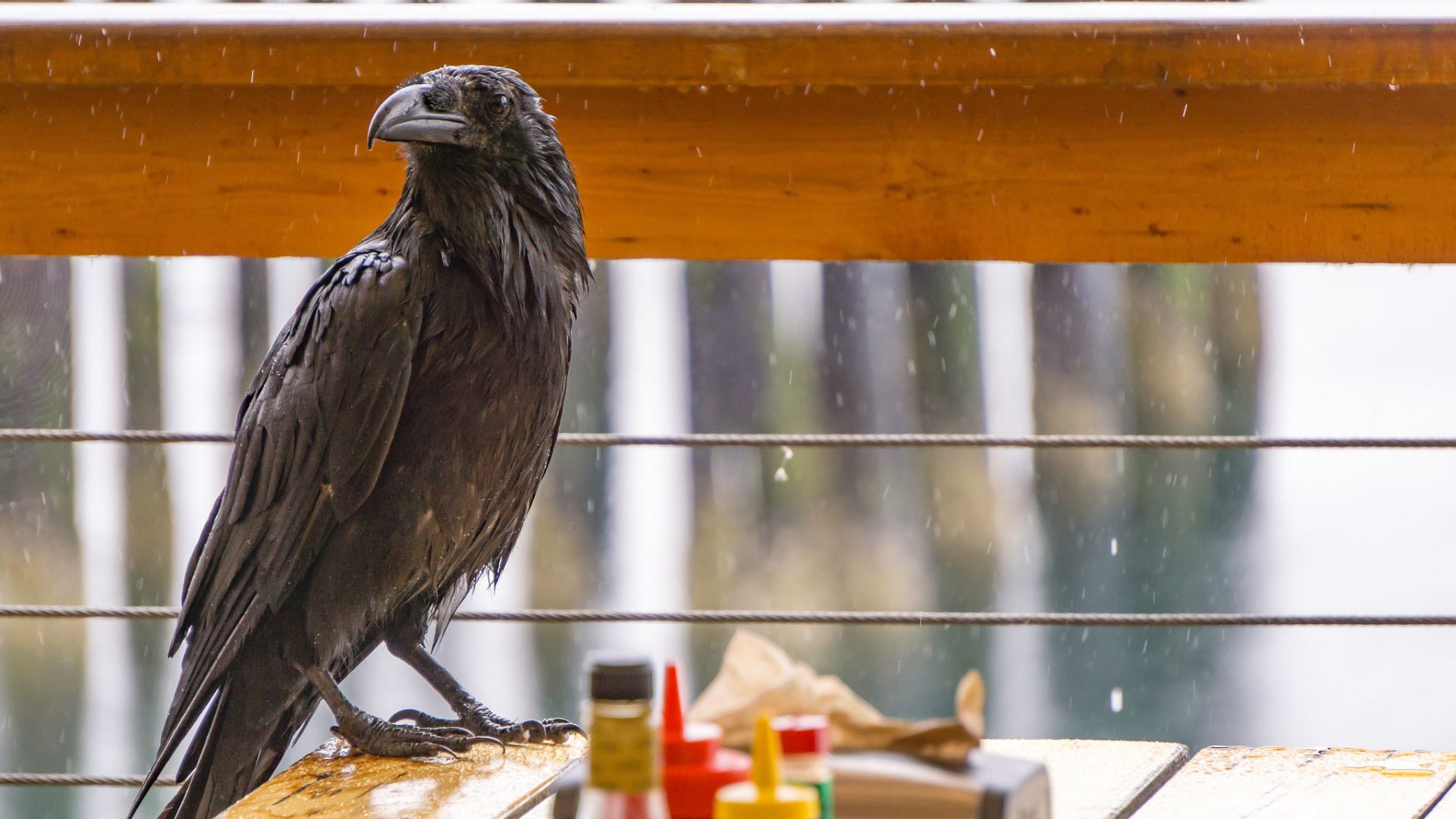 Wallpaper Raven, crow, black bird, rain