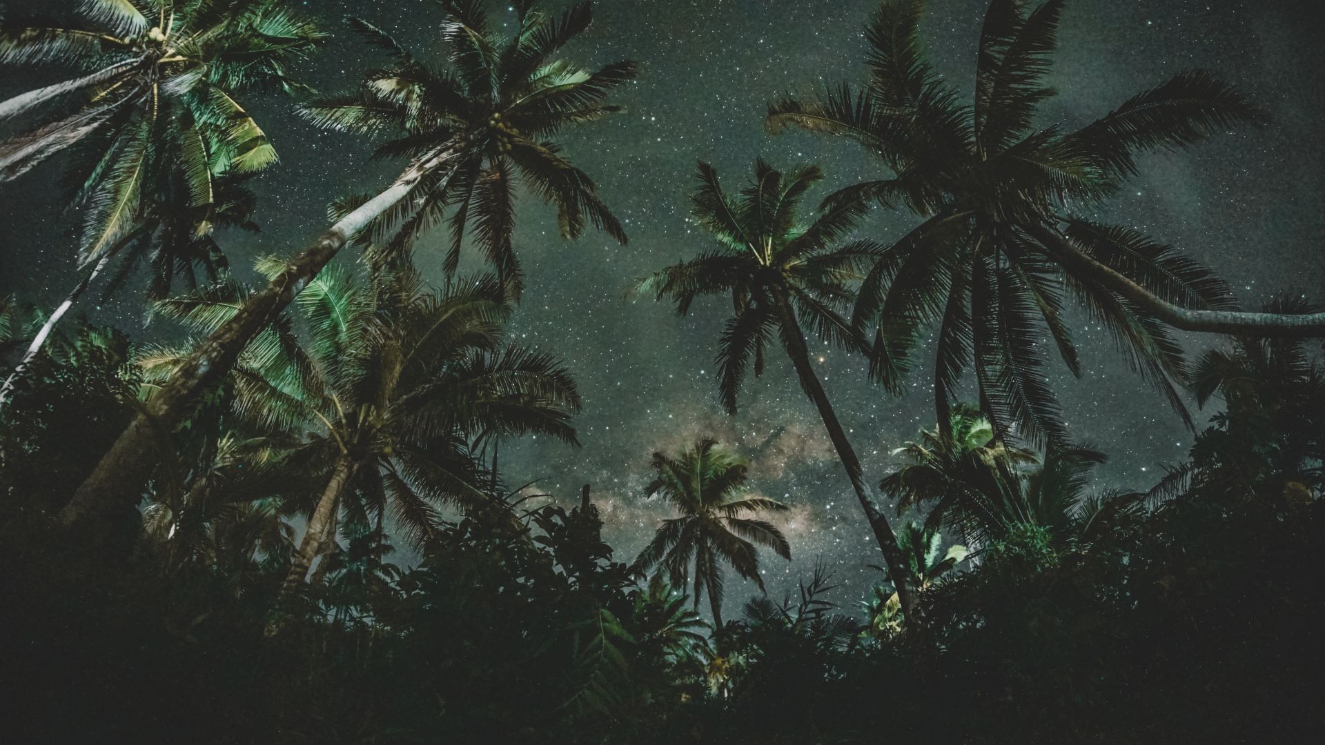 Wallpaper Palm trees, tree, night, nature