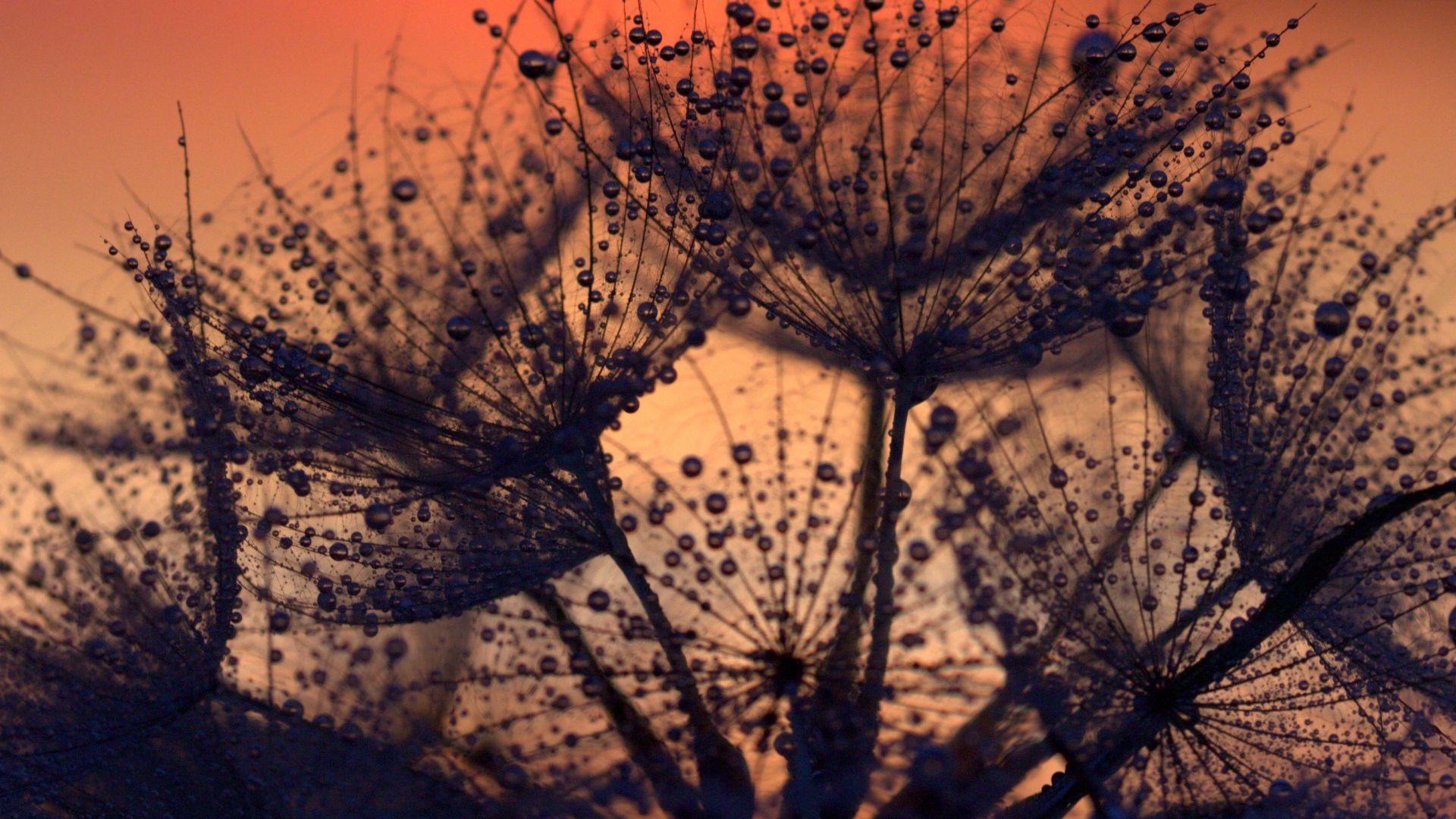 Wallpaper Dandelion, flowers, drops, close up, sunset