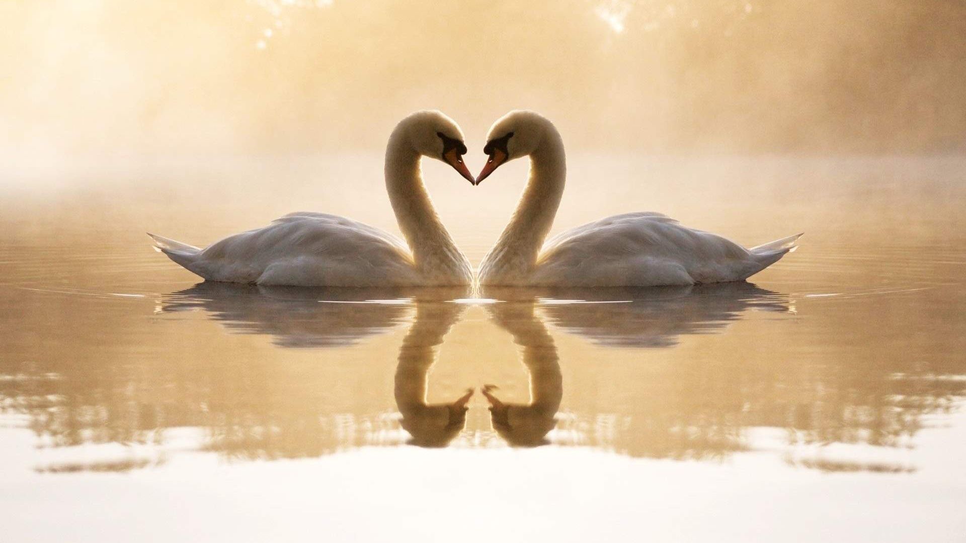 Desktop Wallpaper Swan Birds, Symbol Of Love Wallpaper, Hd Image, Picture,  Background, 4g3qjr