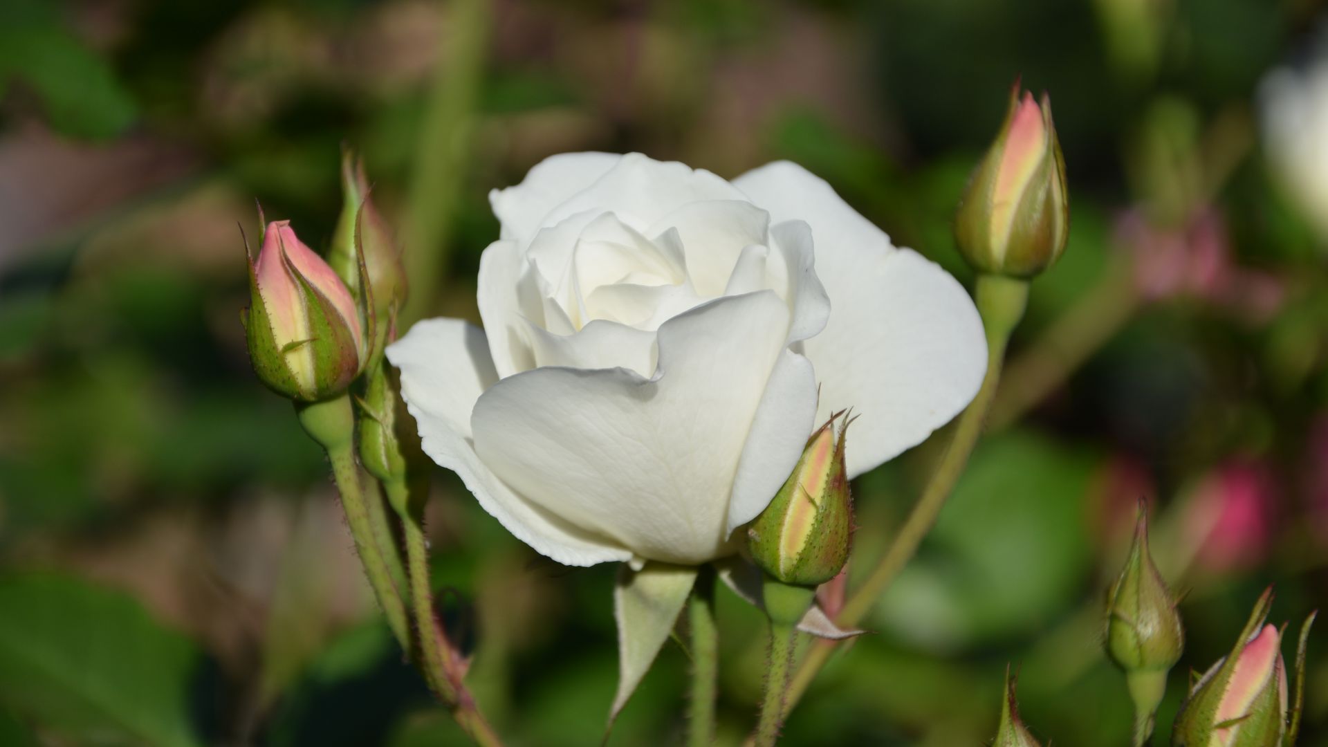 Wallpaper White rose flower