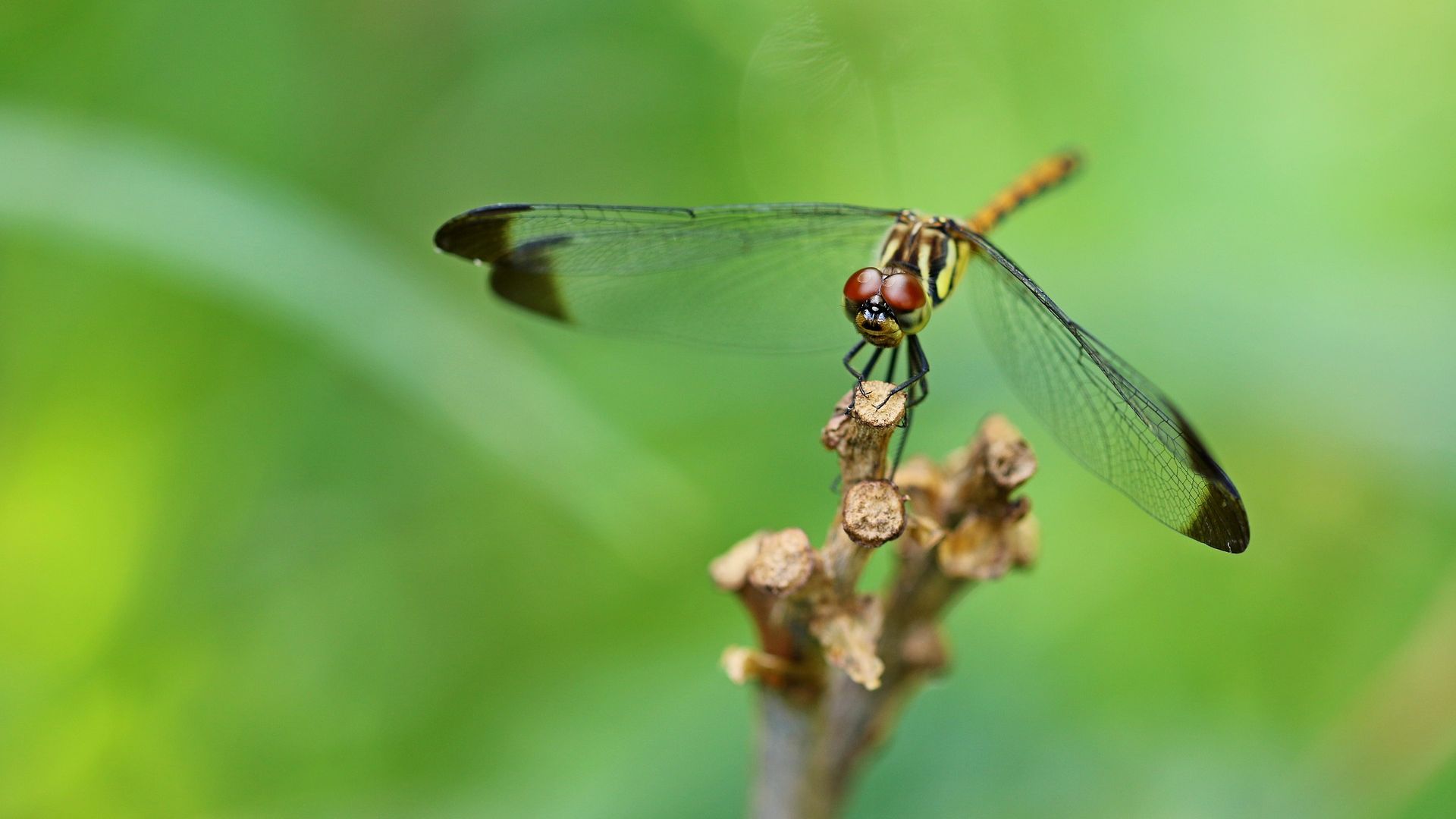 Wallpaper Dragonfly, insects, closeup