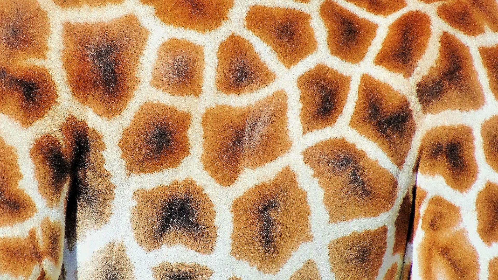 Wallpaper Giraffe skin, pattern